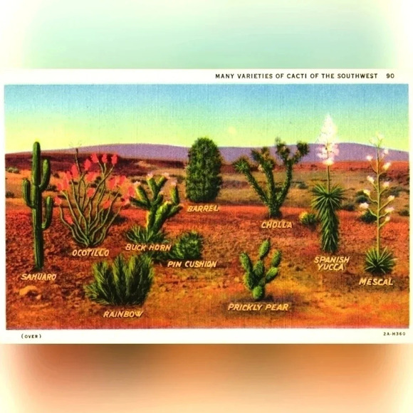 2A-H360. MANY VARIETIES OF CACTI OF THE SOUTHWEST- Vintage Postcard - Picture 1 of 2
